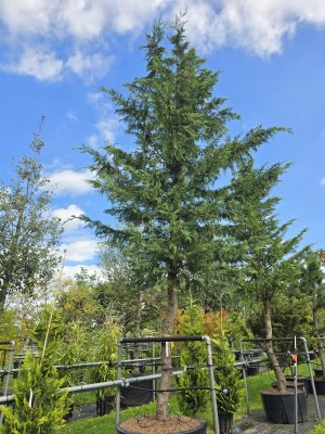 Afbeelding Leyland-Zypresse - Cupressocyparis leylandii