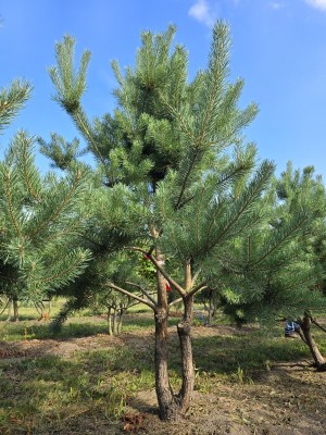Afbeelding Grove Den - Pinus sylvestris