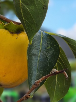 Afbeelding Kaki - Diospyros kaki