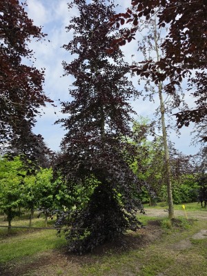 Afbeelding Rode beuk - Fagus sylvatica 'Atropunicea'