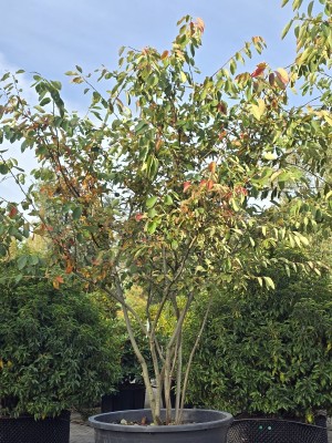 Afbeelding Felsenbirne - Amelanchier lamarckii