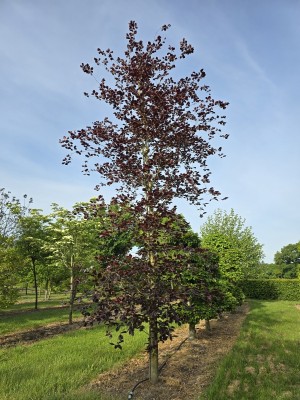 Afbeelding Veredelde rode beuk - Fagus sylvatica 'Riversii'