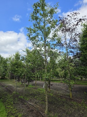 Afbeelding Handpeer - Pyrus communis (handpeer)