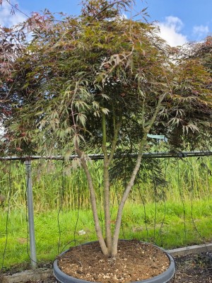 Afbeelding Japanischer Fächerahorn, mehrstämmig - Acer palmatum 'Inaba Shidare'