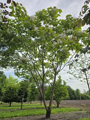 Afbeelding Purperkleurige trompetboom - Catalpa erubescens 'Purpurea'