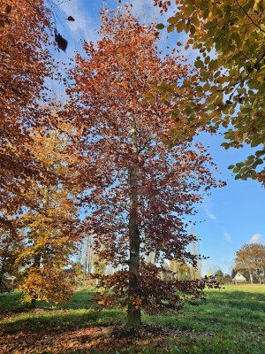 Afbeelding Rotbuche - Fagus sylvatica 'Atropunicea'