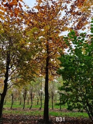 Afbeelding Rode beuk - Fagus sylvatica 'Atropunicea'