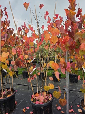 Afbeelding Amerikanischer Judasbaum - Cercis canadensis 'Forest Pansy'