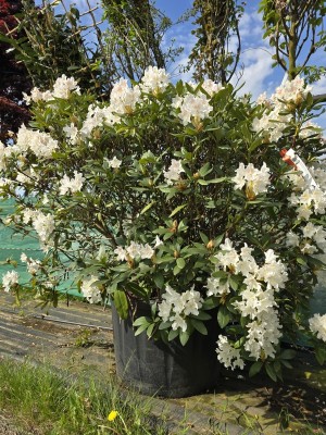 Afbeelding Rododendron met wit-roze bloei - Rhododendron 'Cunningham's White'
