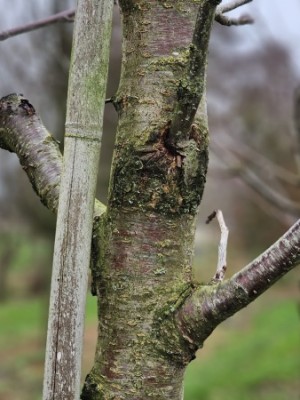 Afbeelding Kirsche 'Kordia' - Prunus avium 'Regina'
