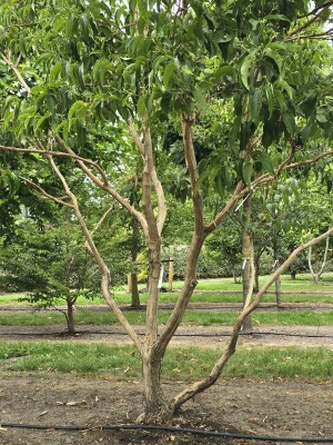 Afbeelding Zevenzonenboom - Heptacodium miconoides