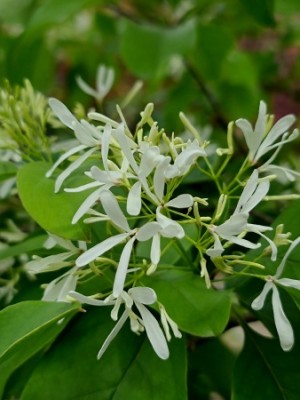Afbeelding Schneeflockenbaum - Chionanthus retusus