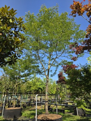 Afbeelding Falscher Christusdorn - Gleditsia  triacanthos ‘Sunburst’