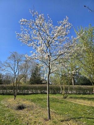 Afbeelding Johannisbeerbaum - Amelanchier lamarckii