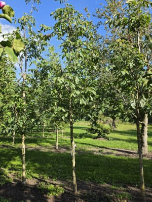 Afbeelding Walnoot - Juglans regia 'Broadview''