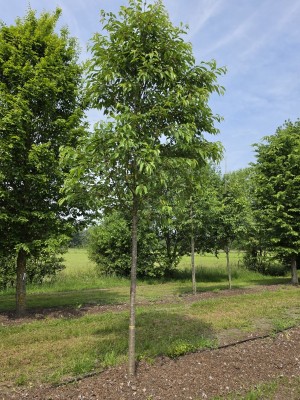 Afbeelding Witte dubbelbloemige sierkers - Prunus avium 'Plena'