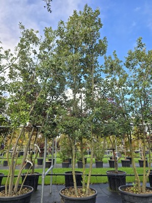 Afbeelding Steineiche - Quercus ilex