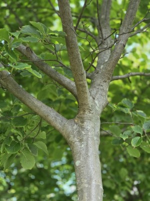 Afbeelding Witte grootbloemige cornus - Cornus kousa 'Chinensis'