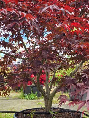 Afbeelding Japanse esdoorn Fireglow - Acer palmatum 'Fireglow'