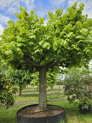 Afbeelding Amerikaanse grootbladige Linde - Tilia americana 'Nova'