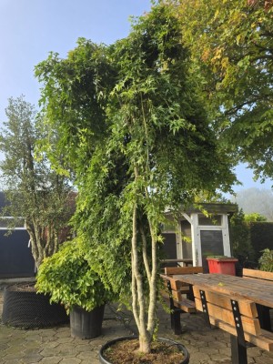 Afbeelding Japanse Esdoorn - Acer palmatum 'Ryusen'
