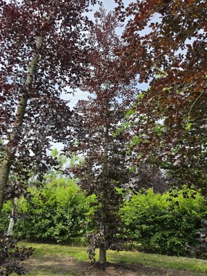 Afbeelding Rode beuk - Fagus sylvatica 'Atropunicea'