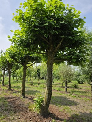 Afbeelding Plataan - Platanus hispanica