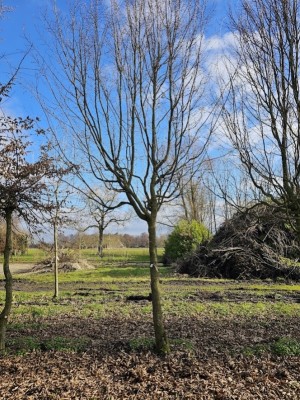 Afbeelding Schmale säulenförmige Hainbuche auf Halbstamm - Carpinus betulus 'Frans Fontaine'   (Fastigiata)