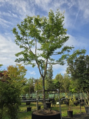 Afbeelding Falsche Christusdorn - Gleditsia triachantos 'Sunburst'