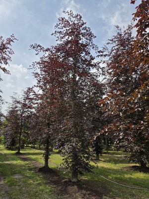 Afbeelding Rode beuk - Fagus sylvatica 'Atropunicea'