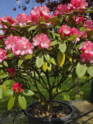 Afbeelding Japanse Rododendron met rood-roze bloei - Rhododendron Yakushimanum'Marlis'