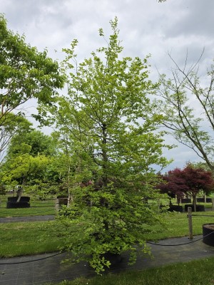 Afbeelding Groene beuk, vogelboom met mooie vertakking - Fagus sylvatica