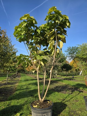 Afbeelding Goldener Trompetenbaum - Catalpa bignonioides 'Aurea'