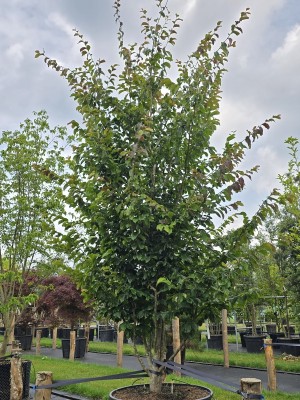 Afbeelding Perzisch IJzerhout - Parrotia persica 'Vanessa'