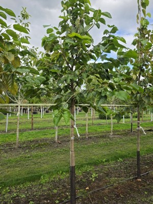 Afbeelding Rode moerbei - Morus rubra 'Wellington'