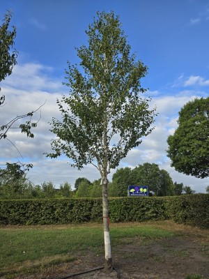 Afbeelding Weiße Birke (Doorenbos) - Betulus utilis Doorenbos (Jacquemontii)