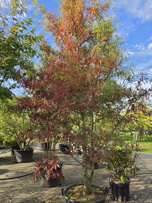 Afbeelding Wilgbladige eik - Quercus Phellos