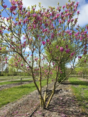 Afbeelding Magnolia - Magnolia Susan