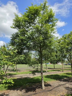 Afbeelding Japanse esdoorn boomvorm - Acer palmatum