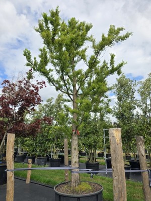 Afbeelding Dwergvorm Moerascypres - Taxodium distichum 'Peve Minaret'