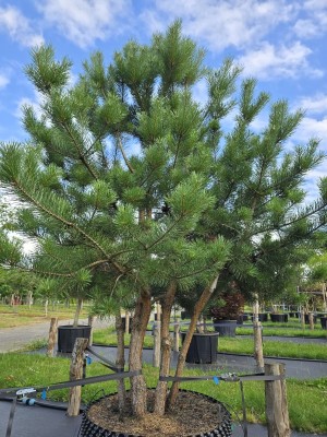 Afbeelding Grove Den , Vlieg Den - Pinus sylvestris
