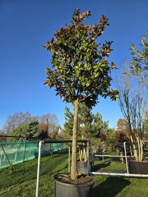 Afbeelding Magnolia grandiflora 'Galissonnière' - Magnolia grandiflora 'Galissonnière'