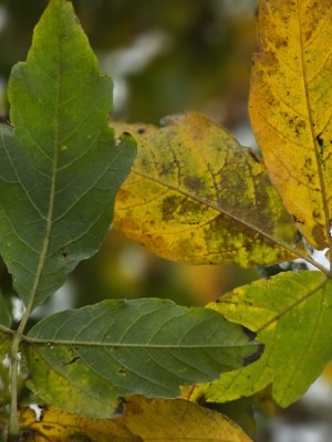 Afbeelding driebloemige esdoorn - Acer Triflorum