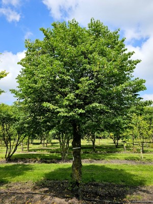 Afbeelding Kleinbladige winterlinde - Tilia cordata 'Böhlje'