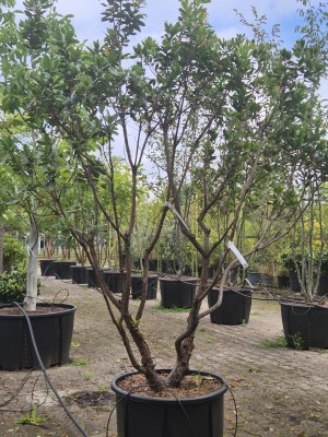 Afbeelding immergrüner Erdbeerbaum in Strauchform - Arbutus unedo