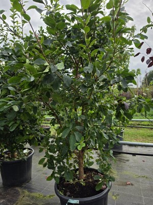 Afbeelding Schneeflockenbaum - Chionanthus retusus