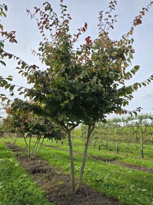 Afbeelding Perzisch ijzerhout - Parrotia persica