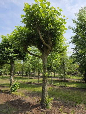 Afbeelding Plataan - Platanus hispanica