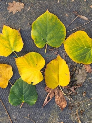 Afbeelding Winterlinde meerstam - Tilia cordata