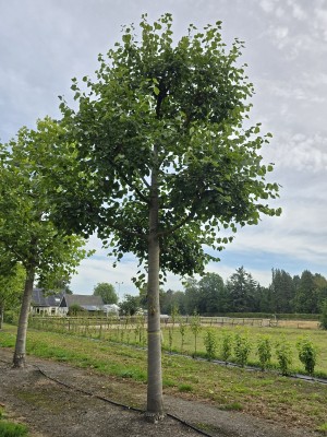 Afbeelding Hollandse Linde - Tilia x Europaea